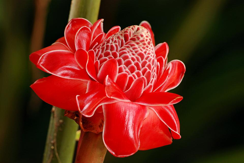 Torch Ginger Shutterbug